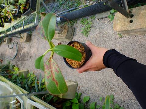 Y211 N. erucoides (Mt. Redondo Dinagat) OF