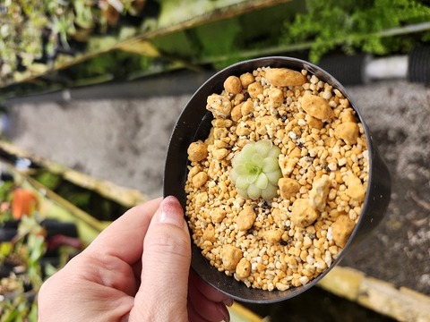 ムシトリスミレ Pinguicula lutea 4株セット Pinguicula （ムシトリスミレ）の商品一覧 | Y's Exotics （山田食虫