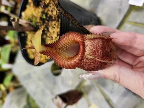 Nepenthes（ネペンテス/ウツボカズラ）の商品一覧 | Y's Exotics