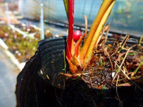 Sarracenia（サラセニア）の商品一覧 | Y's Exotics （山田食虫