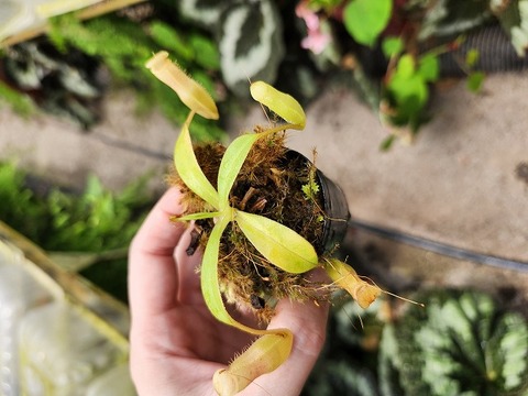 商品一覧 - Y's Exotics （山田食虫植物農園）