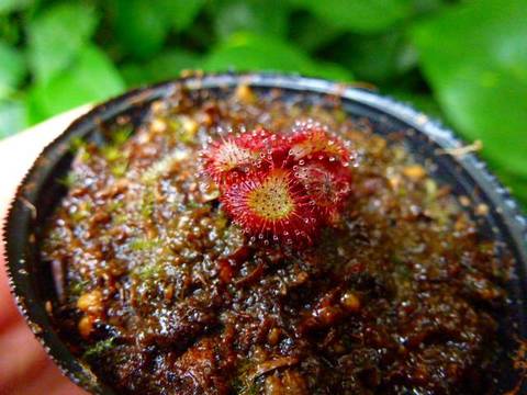 Drosera（ドロセラ/モウセンゴケ）の商品一覧 | Y's Exotics （山田食虫植物農園）