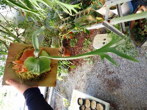 商品一覧 - Y's Exotics （山田食虫植物農園）