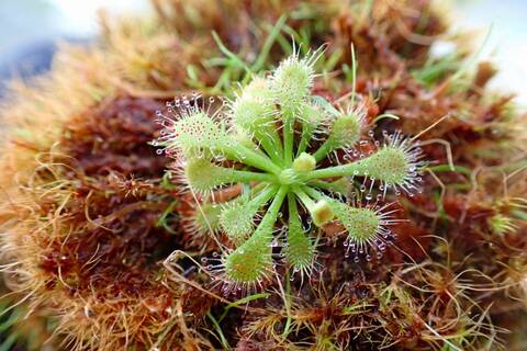 商品一覧 - Y's Exotics （山田食虫植物農園）