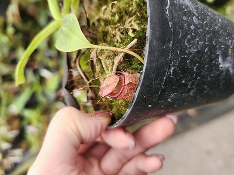 商品一覧 - Y's Exotics （山田食虫植物農園）