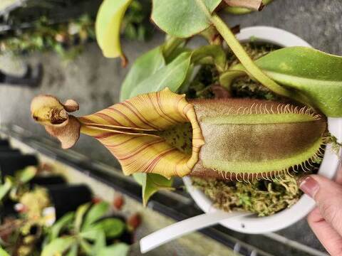 Nepenthes（ネペンテス/ウツボカズラ）の商品一覧 | Y's Exotics （山田食虫植物農園）