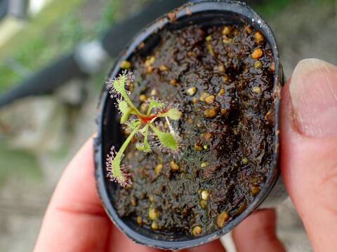 G173 3-1 D. capensis `Bains Kloof Pass' RSA DW