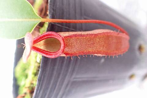 Nepenthes（ネペンテス/ウツボカズラ）の商品一覧 | Y's Exotics
