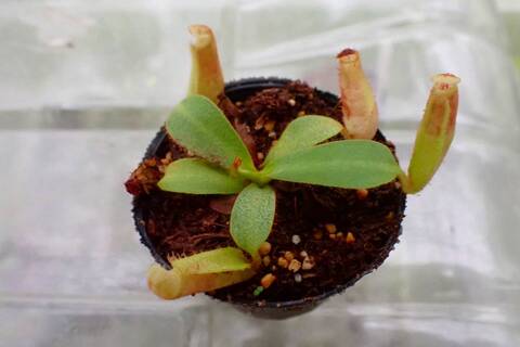 商品一覧 - Y's Exotics （山田食虫植物農園）