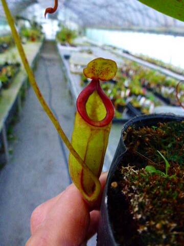 Nepenthes（ネペンテス/ウツボカズラ）の商品一覧 | Y's Exotics （山田食虫植物農園）