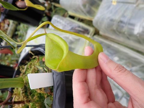 Nepenthes（ネペンテス/ウツボカズラ）の商品一覧 | Y's Exotics （山田食虫植物農園）