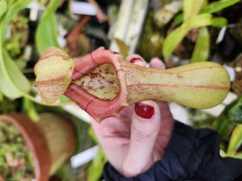 Nepenthes（ネペンテス/ウツボカズラ）の商品一覧 | Y's Exotics （山田食虫植物農園）