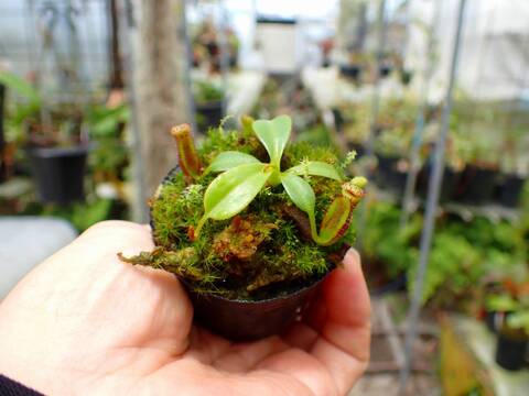 商品一覧 - Y's Exotics （山田食虫植物農園）