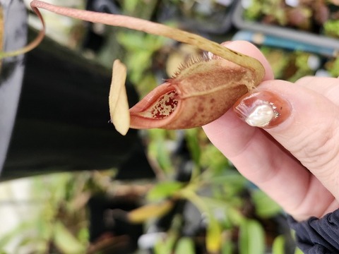 商品一覧 - Y's Exotics （山田食虫植物農園）