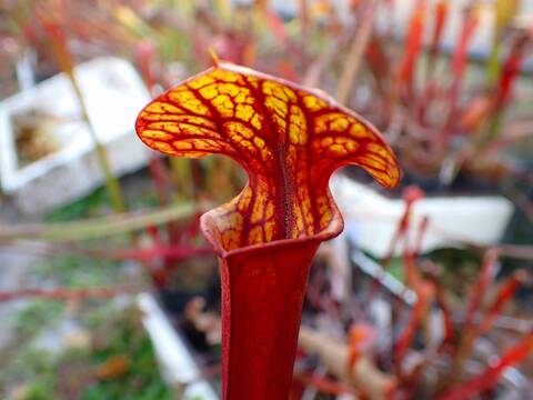 商品一覧 - Y's Exotics （山田食虫植物農園）