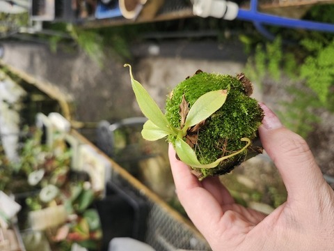 商品一覧 - Y's Exotics （山田食虫植物農園）