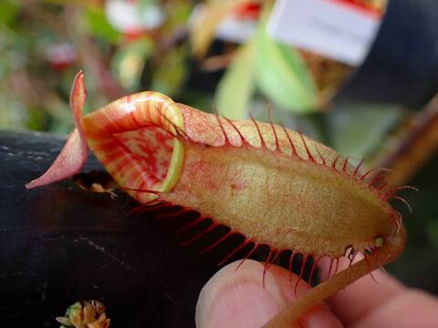 商品一覧 - Y's Exotics （山田食虫植物農園）