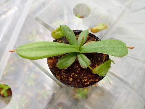 ゆうゆうネペンテス・ミランダ Nepenthes（ネペンテス/ウツボカズラ）の商品一覧 | Y's Exotics