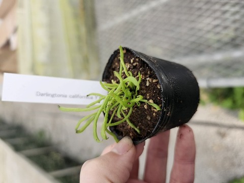 Y157 2H Darlingtonia californica Y's Lab