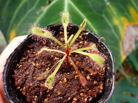 Y307 3-1  D. capensis `Bains Kloof Pass' RSA DW