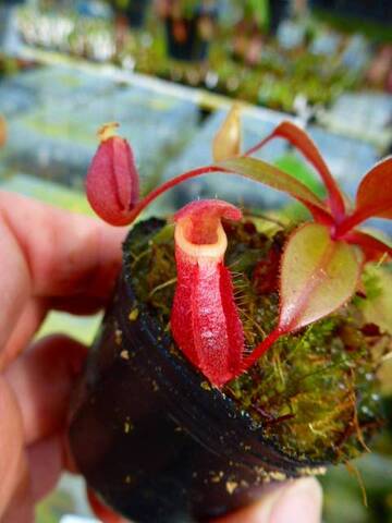 Nepenthes（ネペンテス/ウツボカズラ）の商品一覧 | Y's Exotics （山田食虫植物農園）