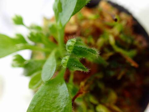 E580 3-2 [YA-30] Cephalotus follicularis Giant Y's Lab