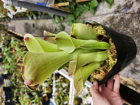 R503 1-1 H. exappendisulata "Giant Bubble" CC