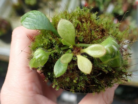 商品一覧 - Y's Exotics （山田食虫植物農園）