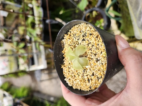Pinguicula （ムシトリスミレ）の商品一覧 | Y's Exotics （山田食虫