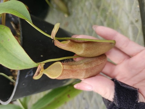 Nepenthes Species（ネペンテス原種）の商品一覧 | Y's Exotics （山田