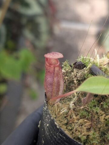 Nepenthes（ネペンテス/ウツボカズラ）の商品一覧 | Y's Exotics （山田食虫植物農園）