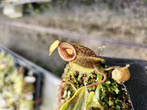 商品一覧 - Y's Exotics （山田食虫植物農園）