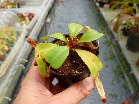 商品一覧 - Y's Exotics （山田食虫植物農園）