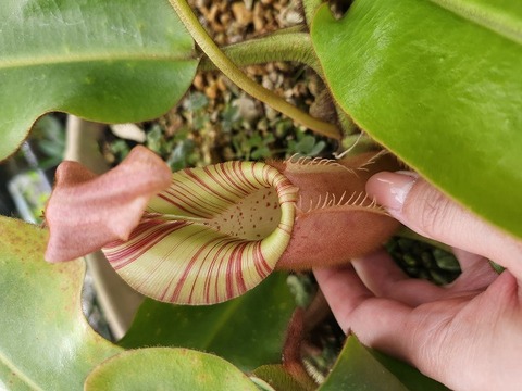 Catopsis morreniana giant form 食虫植物 Y's Exotics （山田食虫植物農園）