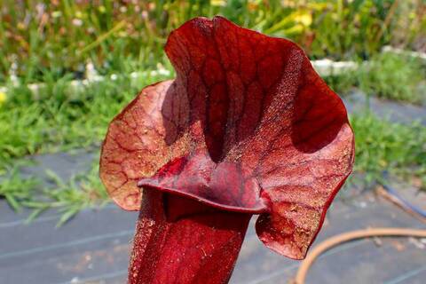 konyuji様　バラエンシス、パラディセア Sarracenia（サラセニア）の商品一覧 | Y's Exotics （山田食虫