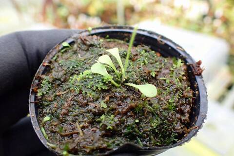 G898 1-4 Genlisea filformis [BCP ID# G050] BCP