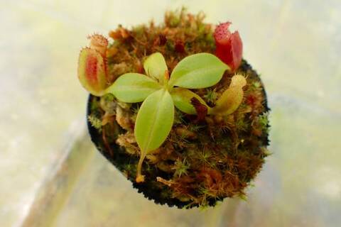 ゆうゆうネペンテス・ミランダ Nepenthes（ネペンテス/ウツボカズラ）の商品一覧 | Y's Exotics
