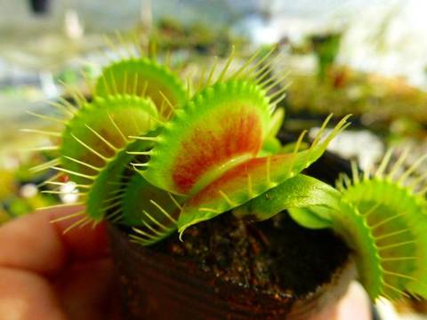 Dionaea ｍuscipula（ディオネア/ハエトリソウ）の商品一覧 | Y's Exotics （山田食虫植物農園）