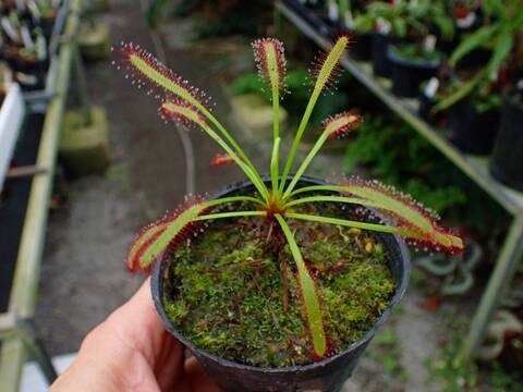 商品一覧 - Y's Exotics （山田食虫植物農園）
