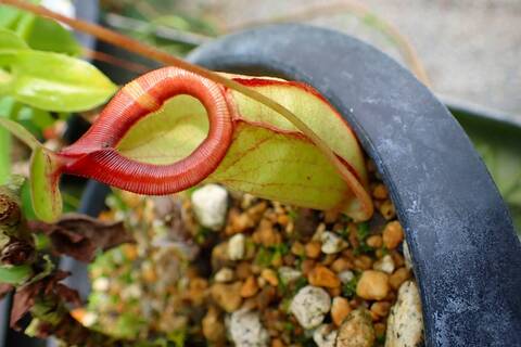 Nepenthes（ネペンテス/ウツボカズラ）の商品一覧 | Y's Exotics
