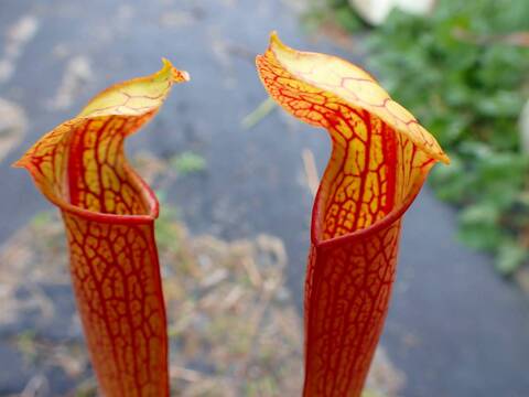 商品一覧 - Y's Exotics （山田食虫植物農園）