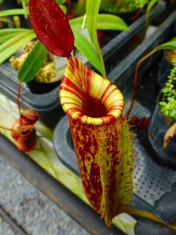 Nepenthes（ネペンテス/ウツボカズラ）の商品一覧 | Y's Exotics （山田食虫植物農園）