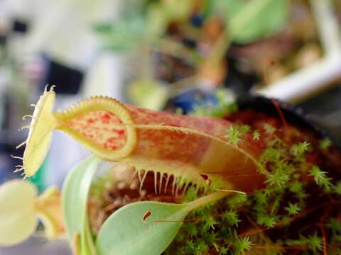 商品一覧 - Y's Exotics （山田食虫植物農園）