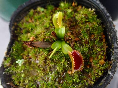 商品一覧 - Y's Exotics （山田食虫植物農園）