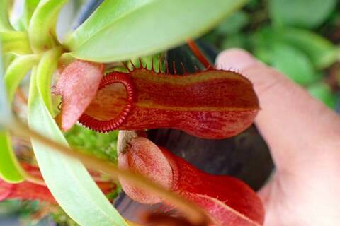 Nepenthes（ネペンテス/ウツボカズラ）の商品一覧 | Y's Exotics