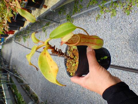 J174 5-3 N. truncata x alata 現地由来
