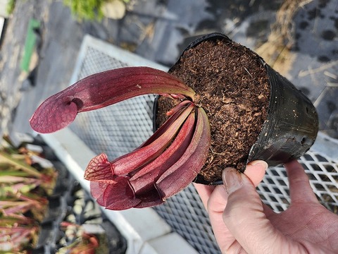 商品一覧 - Y's Exotics （山田食虫植物農園）