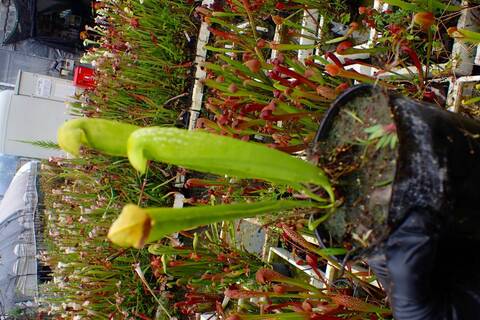 Sarracenia Species（サラセニア原種）の商品一覧 | Y's Exotics