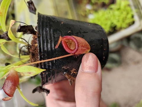 商品一覧 - Y's Exotics （山田食虫植物農園）