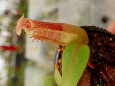 商品一覧 - Y's Exotics （山田食虫植物農園）